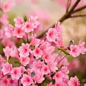 Meet your Posher, Ruth